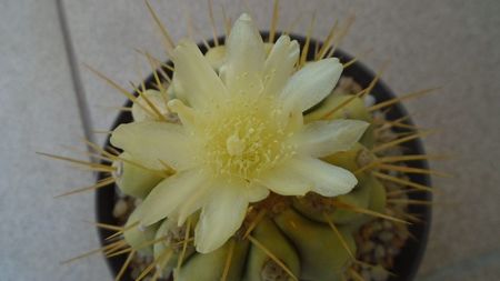 Copiapoa haseltoniana