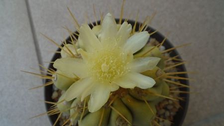 Copiapoa haseltoniana