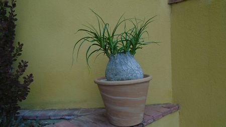 Beaucarnea recurvata