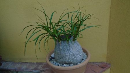 Beaucarnea recurvata