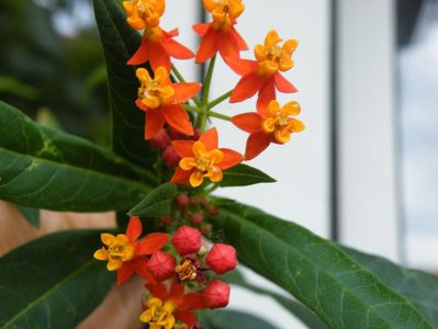 asclepias curassavica