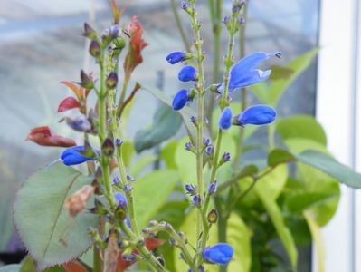 salvia cacalifolia