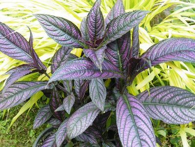 strobilanthes