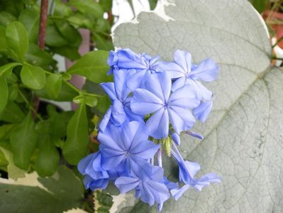 plumbago bleu fonce