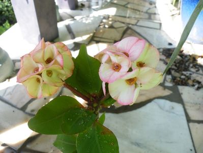 euphorbia green apple