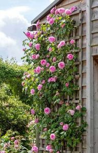 Gertrude Jekyll (urcator) 70; Parfum puternic. Inflorire repetata tot sezonul. Inaltime 150-300 cm
