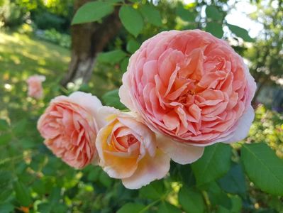 Abraham Darby