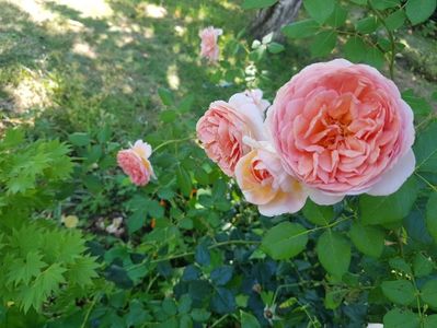 Abraham Darby