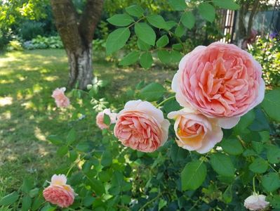 Abraham Darby