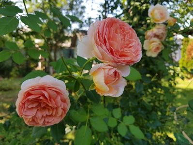 Abraham Darby