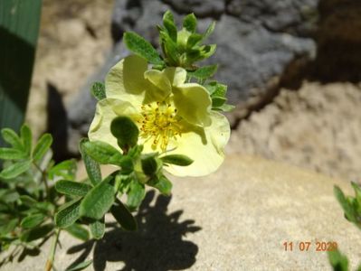 potentilla Glamour Girl?