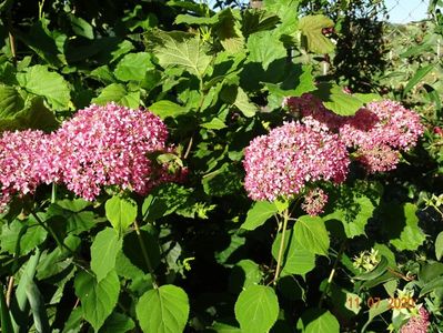 hydrangea arb. Pink Annabell