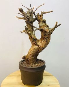 Commiphora baluensis