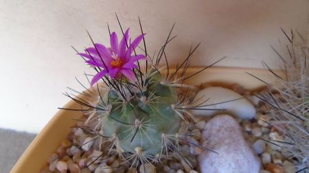 Turbinicarpus viereckii