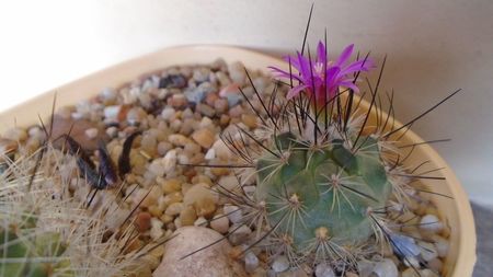 Turbinicarpus viereckii