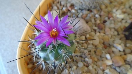 Turbinicarpus viereckii