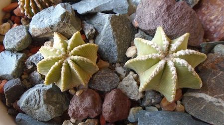 Aztekium hintonii, San Jose del Rio Galeana, Mx., 2 ex.