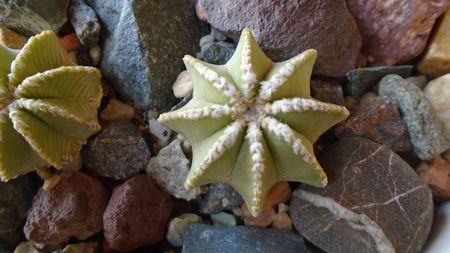 Aztekium hintonii, San Jose del Rio Galeana, Mx., 2 ex.