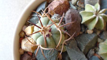 Echinocactus horizonthalonius, West of Texas, USA