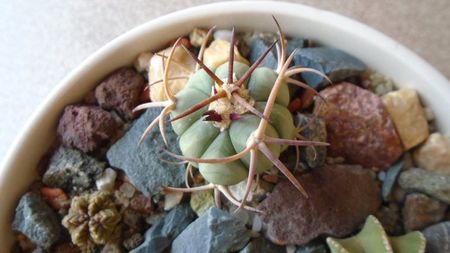 Echinocactus horizonthalonius, West of Texas, USA