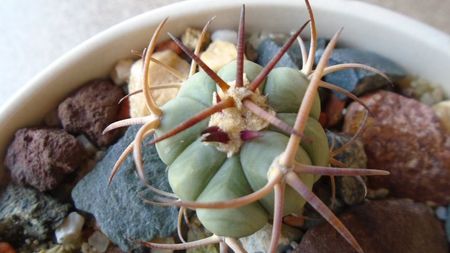 Echinocactus horizonthalonius, West of Texas, USA