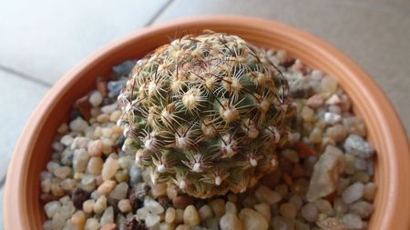 Pediocactus knowltonii