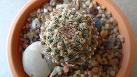 Pediocactus knowltonii