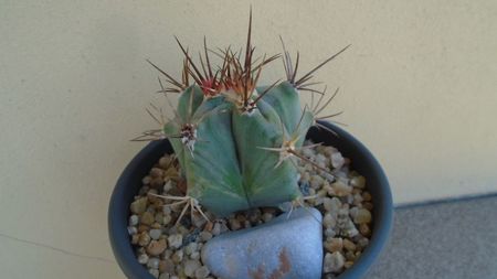 Echinocactus platyacanthus