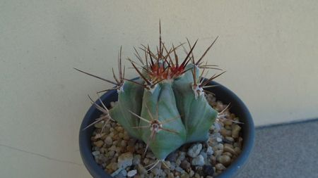 Echinocactus platyacanthus