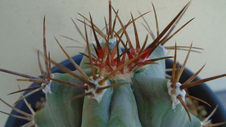 Echinocactus platyacanthus