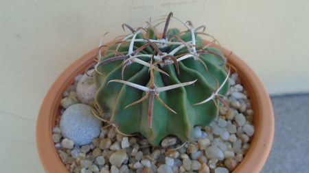 Echinocactus (Homalocephala) texensis