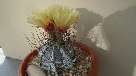 Astrophytum capricorne