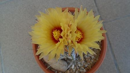 Astrophytum capricorne