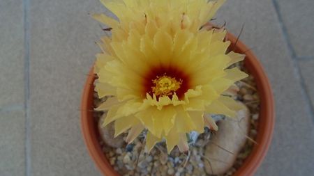 Astrophytum capricorne