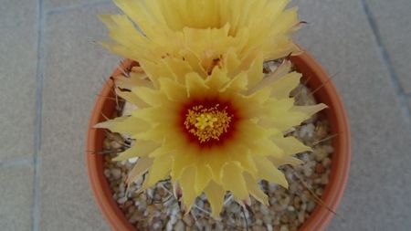 Astrophytum capricorne