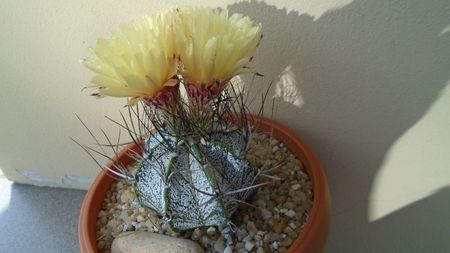 Astrophytum capricorne