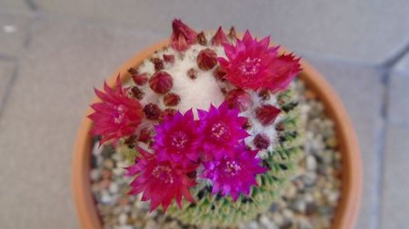 Mammillaria polythele cv. Stachellos