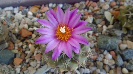 Turbinicarpus viereckii