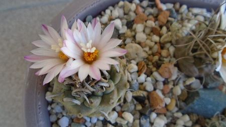 Turbinicarpus schwarzii v. rubriflorus