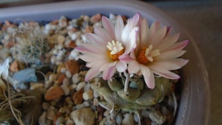 Turbinicarpus schwarzii v. rubriflorus