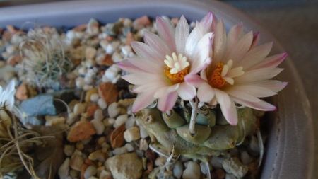 Turbinicarpus schwarzii v. rubriflorus