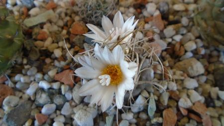 Turbinicarpus macrochele v. kupcakii