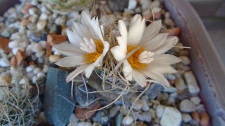 Turbinicarpus macrochele v. kupcakii