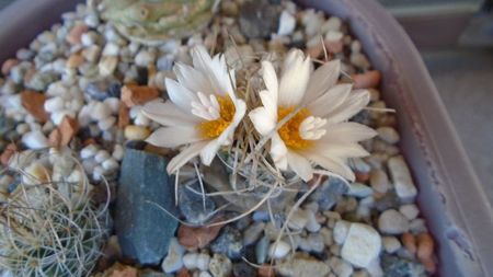 Turbinicarpus macrochele v. kupcakii