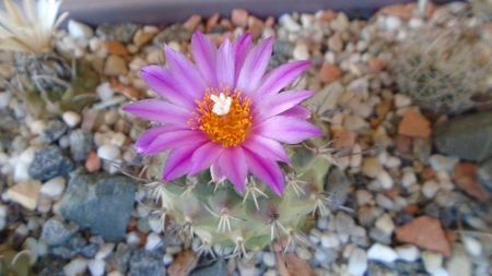 Turbinicarpus viereckii