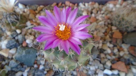 Turbinicarpus viereckii