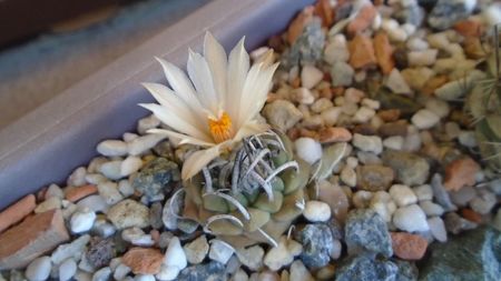 Turbinicarpus pachystele