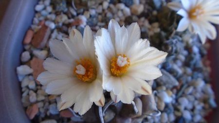 Turbinicarpus macrochele v. screvispinum