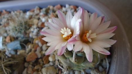 Turbinicarpus schwarzii v. rubriflorus