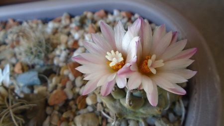 Turbinicarpus schwarzii v. rubriflorus